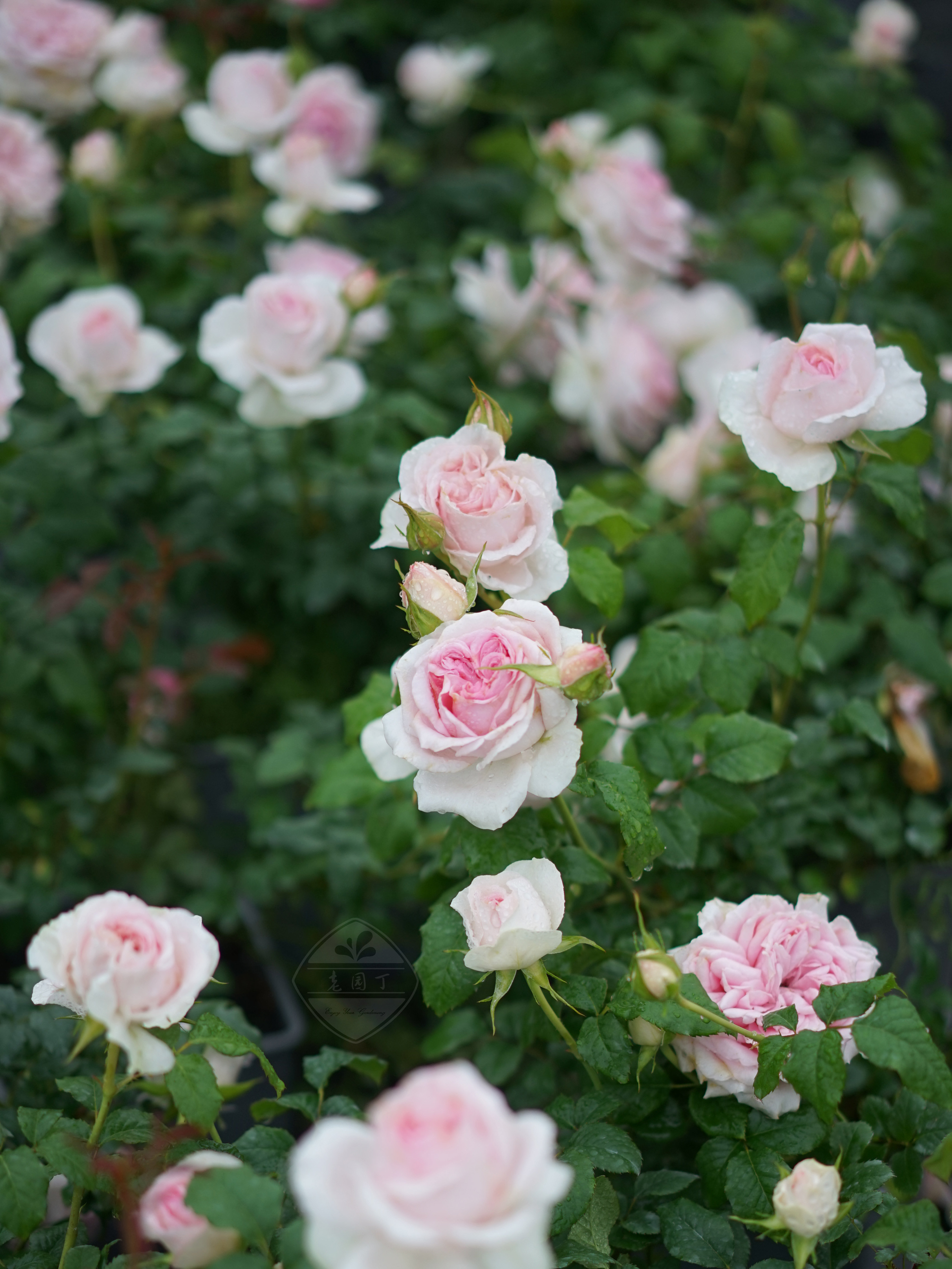 婚礼盒 p11丰花月季 粉色仙气低矮紧凑 老园丁庭院阳台盆栽花卉