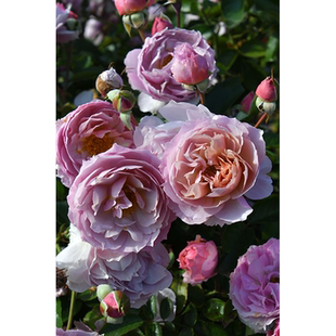 木村卓功月季舍伍德6L紫色丰花灌木老园丁庭院盆栽花卉