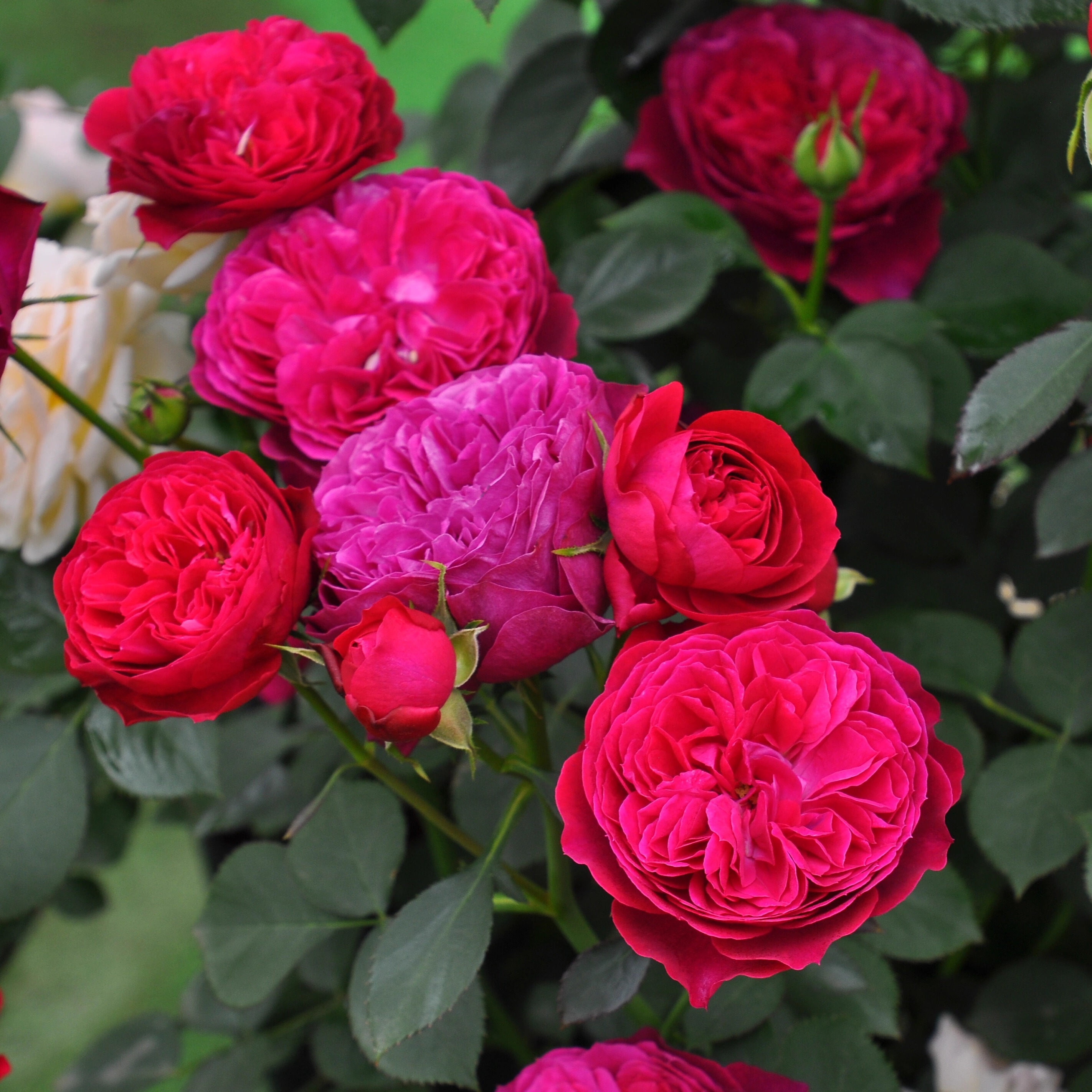 木村卓功授权 路易斯·卡罗3.5L 红色灌木园丁庭院月季盆栽花卉