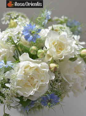 P11木村卓功授权精灵女王夏莉玛古典舞裙浪漫芭蕾 老园丁盆栽月季