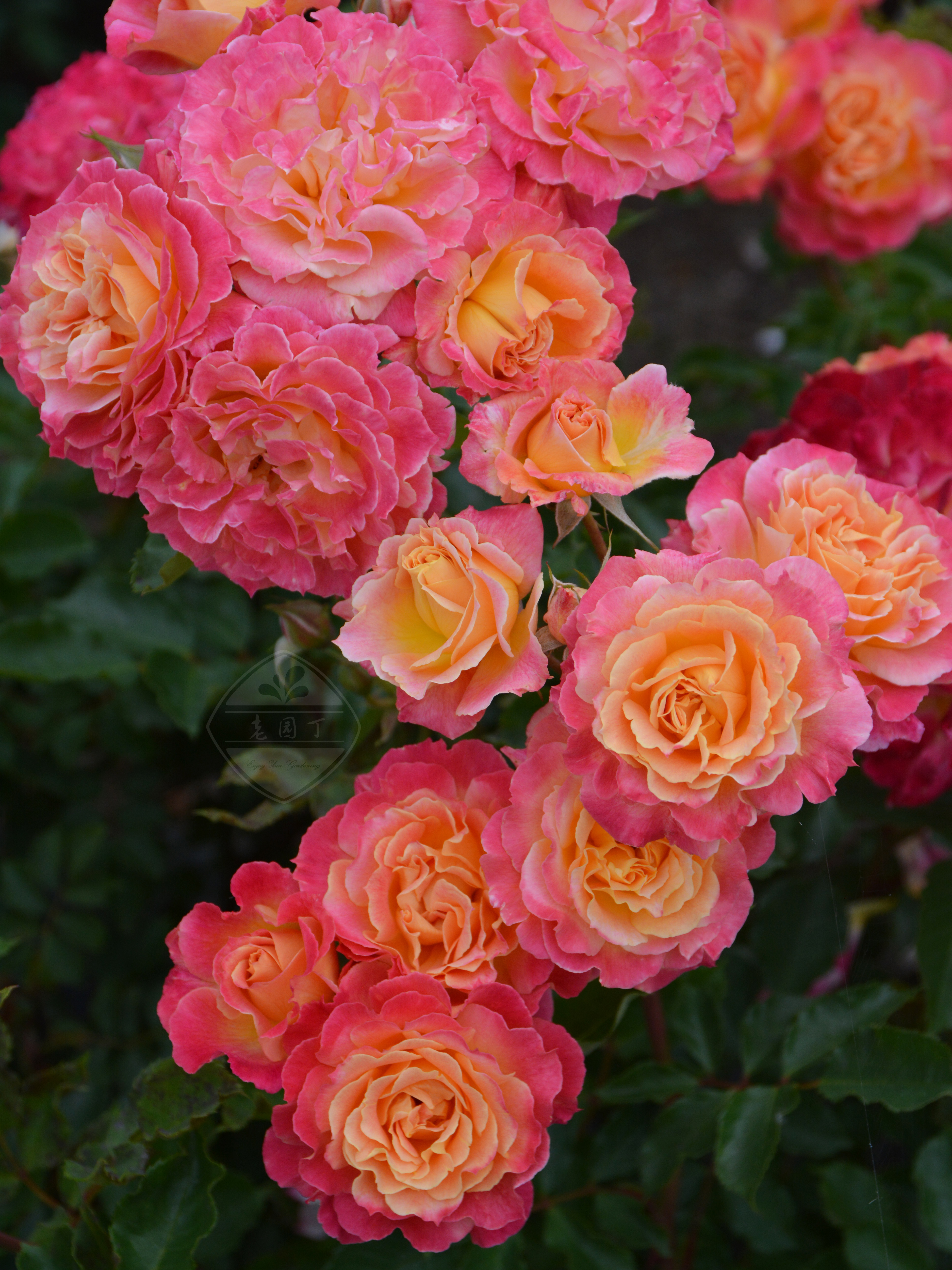 老园丁温暖丰花灌木月季庭院盆栽