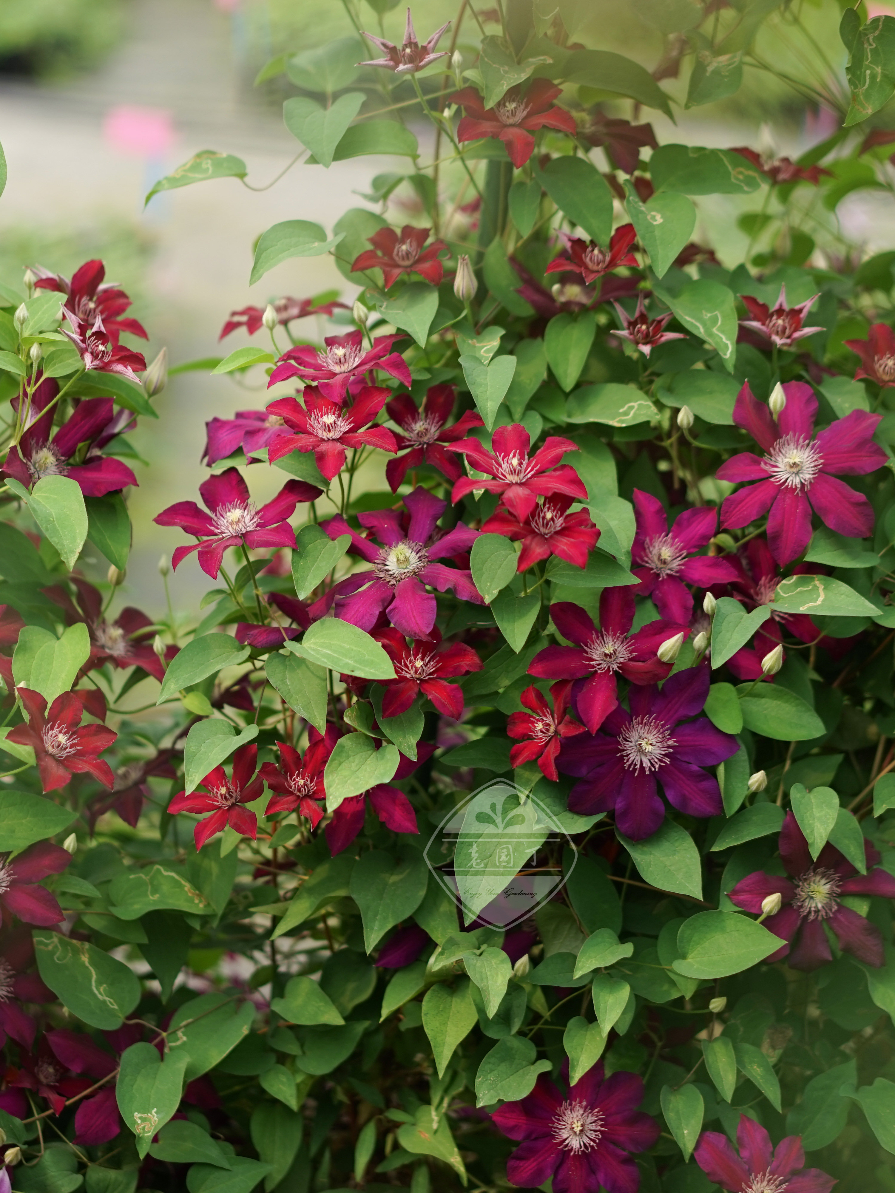 晚花大花组 如梦微光华沙女神蓝天使里昂村庄 老园丁铁线莲盆栽