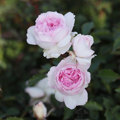 木村卓功月季玛莎3.5L粉色强香灌木直立丰花老园丁庭院盆栽
