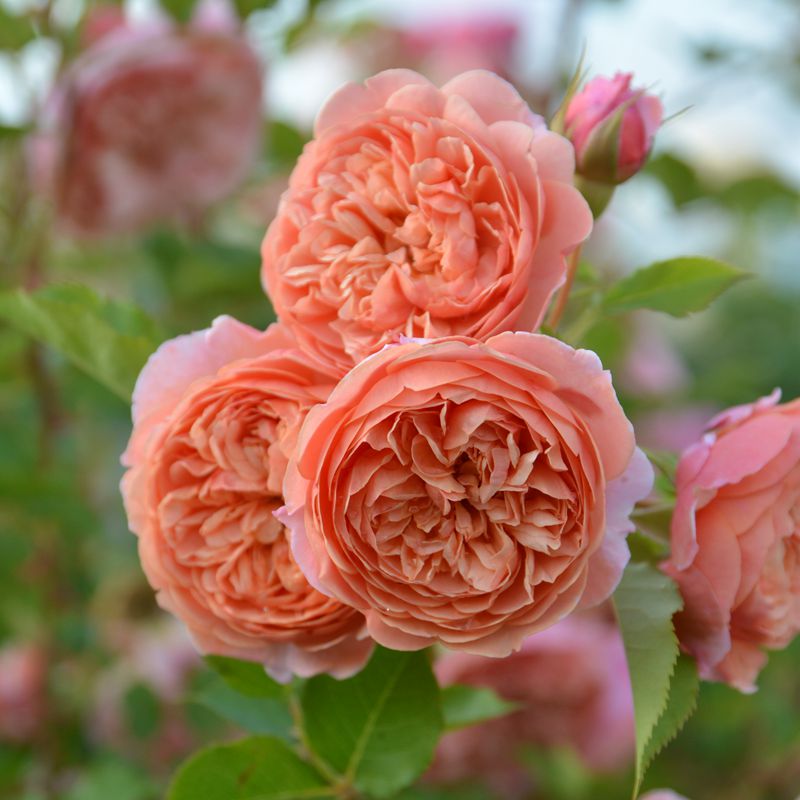 木村卓功授权 丝绸之路 橙色灌木株型高大老园丁庭院盆栽月季花卉