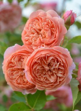 木村卓功授权 丝绸之路 橙色灌木株型高大老园丁庭院盆栽月季花卉