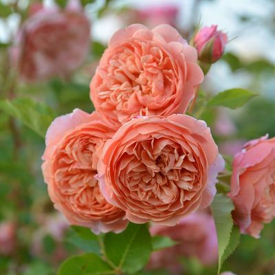 木村卓功授权 丝绸之路 橙色灌木株型高大老园丁庭院盆栽月季花卉