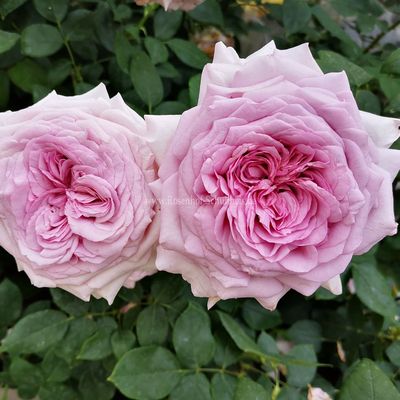 根接3.5L荣耀金丘千花琉璃深夜之蓝梦幻花园亚列尔老园丁庭院盆栽