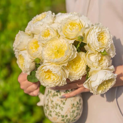 天狼月季授权浮光新品嫩黄色丰花勤花品种老园丁庭院盆栽根接