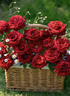 天狼月季授权浆梅酒3.5L红色灌木丰花老园丁庭院盆栽根接