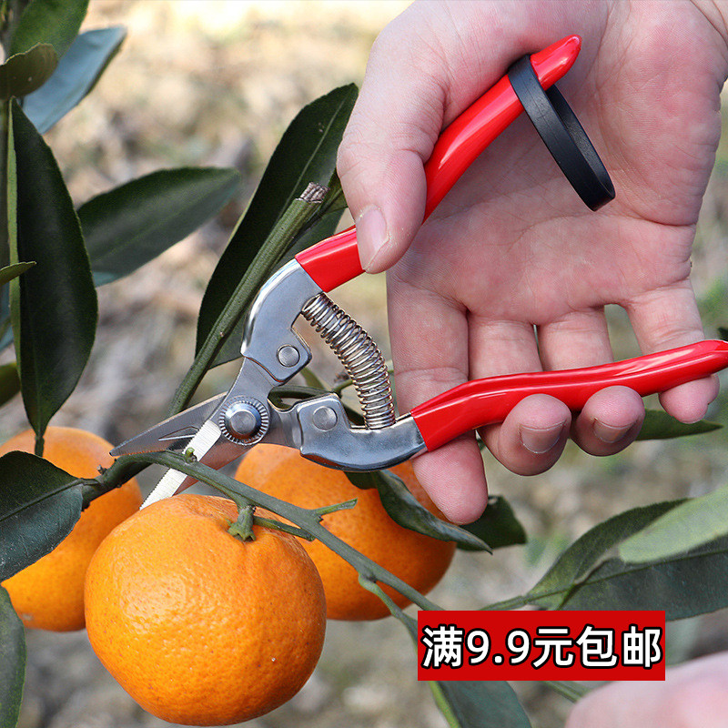修枝剪果树枝剪刀采摘稀果剪葡萄园艺刀剪