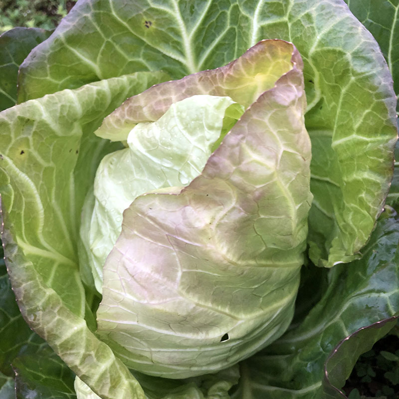 牛心莲花白 重庆农家自种新鲜包包白菜牛怀心甘蓝卷心菜5斤包邮