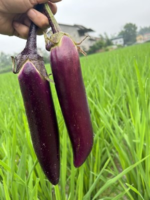 茄子新鲜重庆本地老品种茄子农家露天自种现摘现发紫茄子当季蔬菜