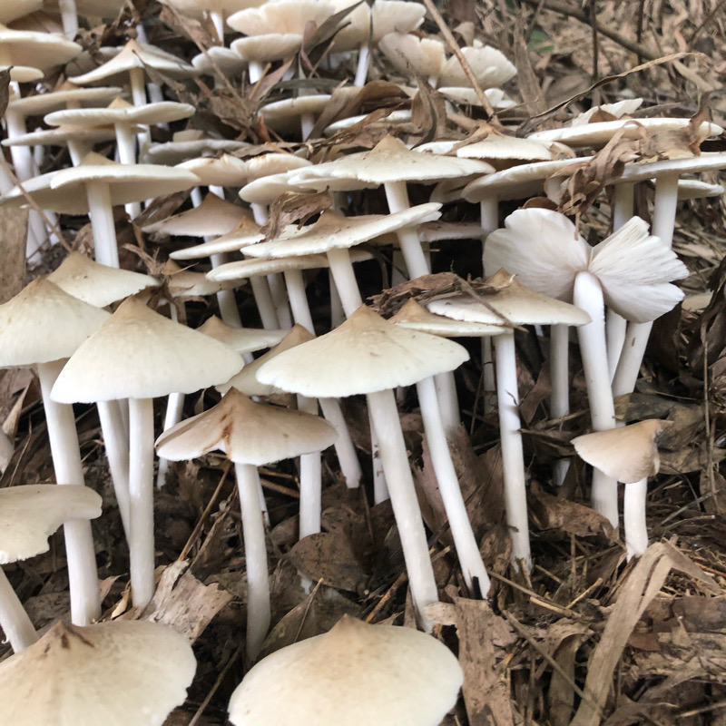 重庆四川野生鸡枞菌现摘现发伞把菇三堆菌白蚁菌500克顺丰包邮
