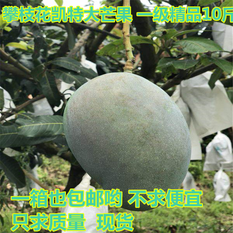 ÅÊÖ¦»¨ÌزúË®¹û ¿ÌØÌØ´óâ¹ûÇàâ¹ûÐÂÏʰüÓʵ±¼¾Ë®¹û10½ïÕûÏä