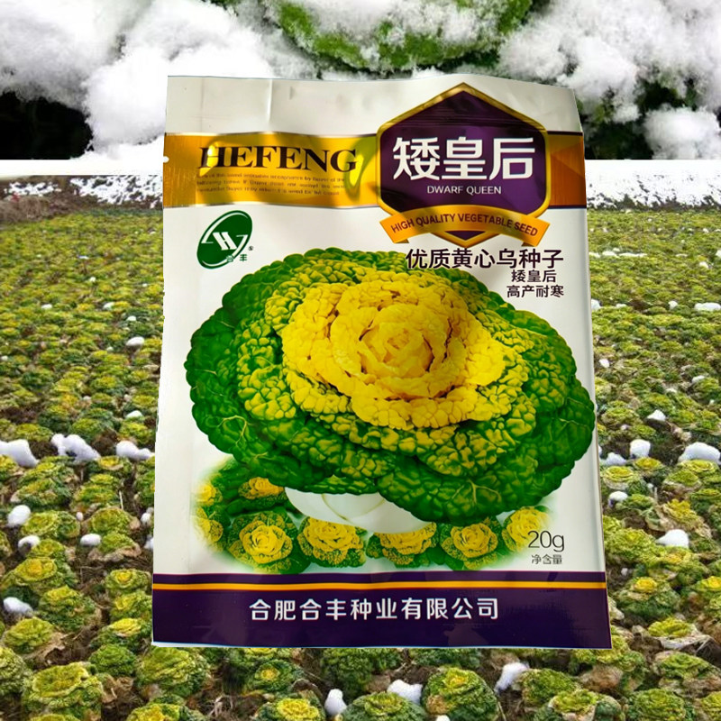合丰矮皇后乌塌菜种子秋播耐寒图片