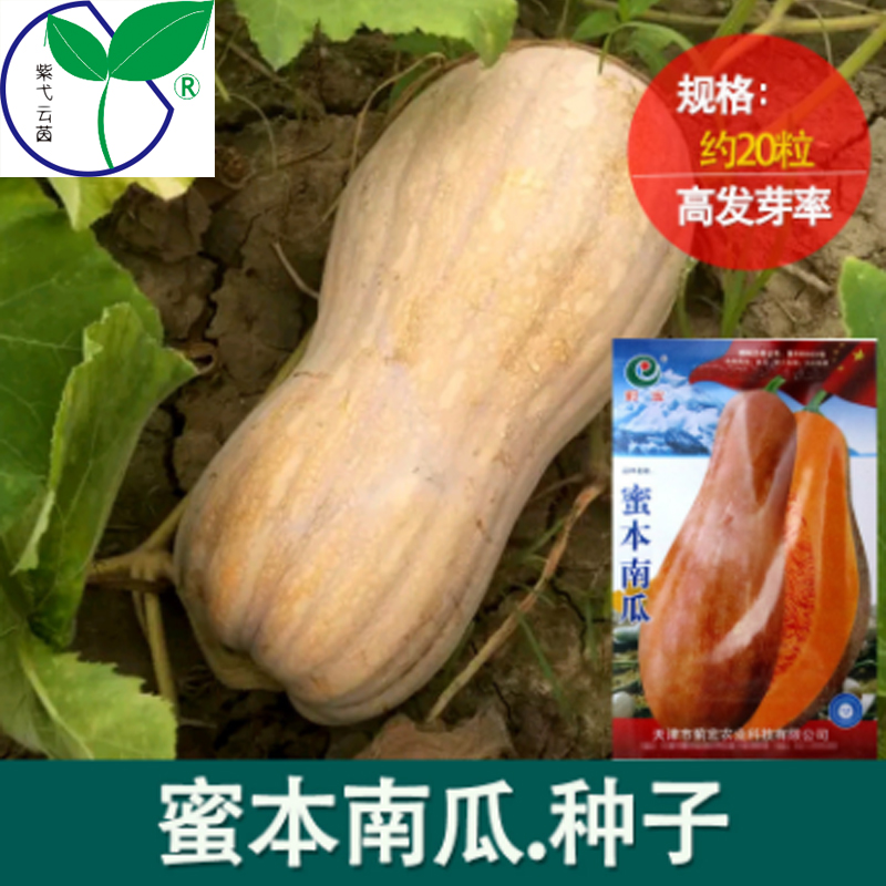 蜜本南瓜种子原装农田菜园种植黄皮蜜甜质粉长南瓜种籽家庭蔬菜种