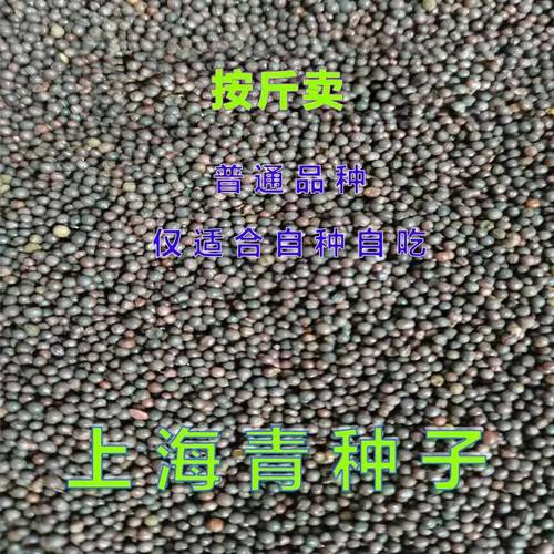 上海青种籽一斤四季播耐热小青菜