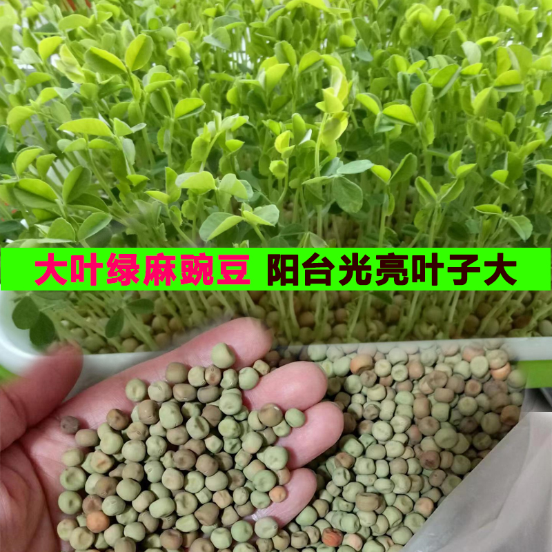 大叶绿麻豌豆芽苗菜种子室内阳台新鲜籽种菜土培种豌豆苗尖耐高温