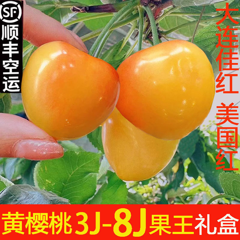 大连黄樱桃新鲜水果顺丰佳红7j大樱桃6j黄金车厘子非雷尼礼盒顺丰
