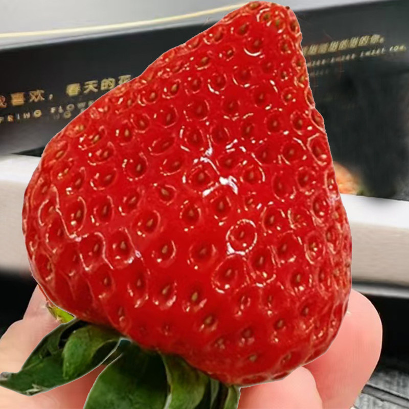 10月发货丹东草莓99红颜牛奶草莓