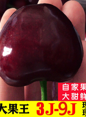 大连樱桃8j美早大樱桃9j车厘子7j新鲜水果整箱超大果礼盒现摘顺丰
