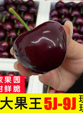 大连樱桃9j美早大樱桃8j新鲜水果应季整箱7j车厘子6j礼盒孕妇顺丰