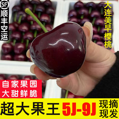 大连美早大樱桃9j8j当季新鲜顺丰