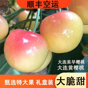 大连黄樱桃7j佳红樱桃6j新鲜水果美早大樱桃孕妇5j车厘子雷尼尔