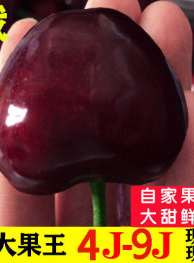 俄8大连樱桃9j美早大樱桃8j车厘子7j新鲜水果俄罗斯八号果王礼盒