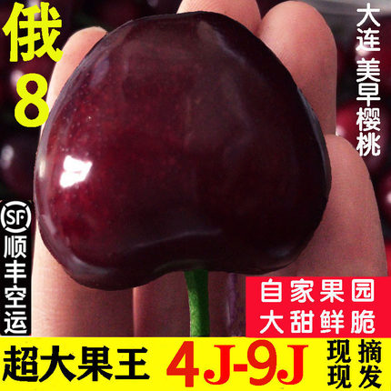 俄8大连樱桃9j美早大樱桃8j车厘子7j新鲜水果俄罗斯八号果王礼盒