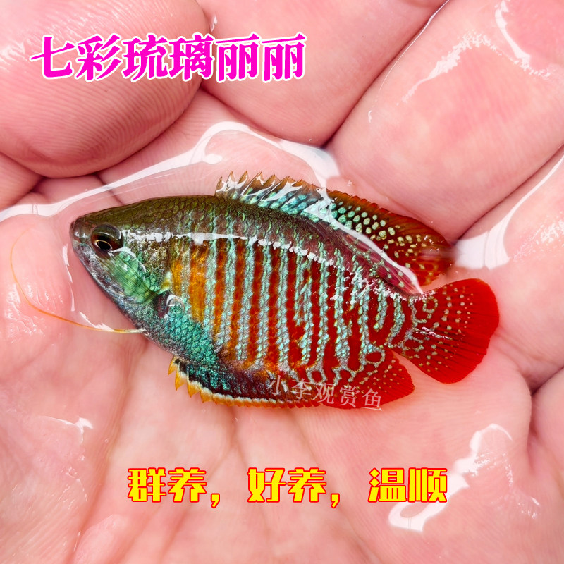 小型观赏鱼冷水玛丽鱼玛丽球燕尾球体玛丽球体玛丽迷你鹦鹉阿凡达