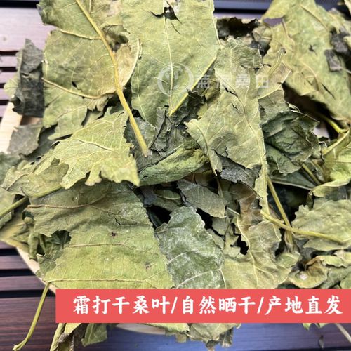 今年正宗霜打干桑叶入药含量加倍