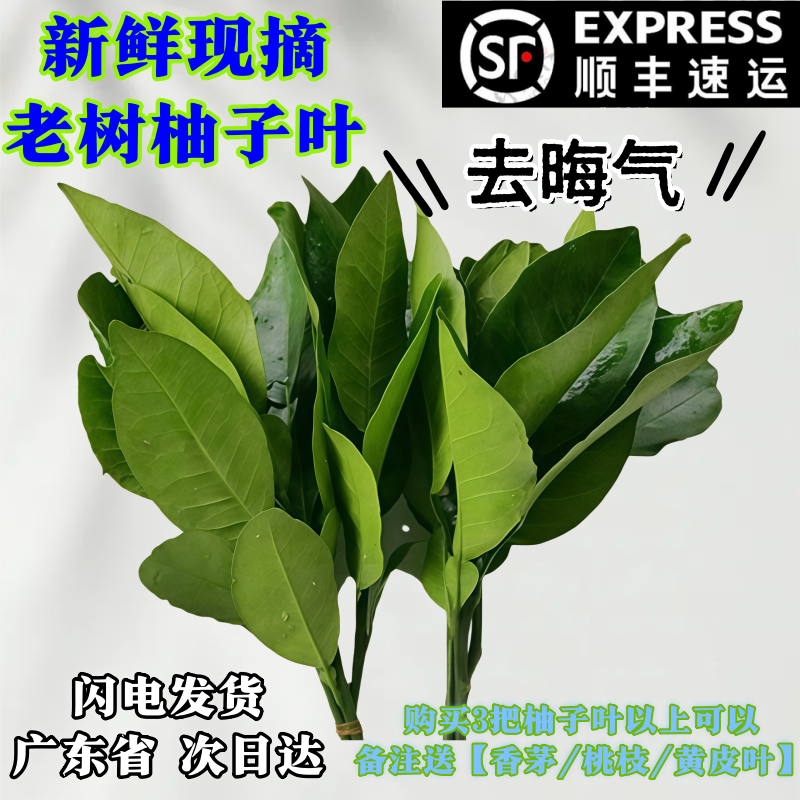 新鲜柚子叶现摘过年洗澡柚子叶去尘纳福转好运去晦气专用柚子叶