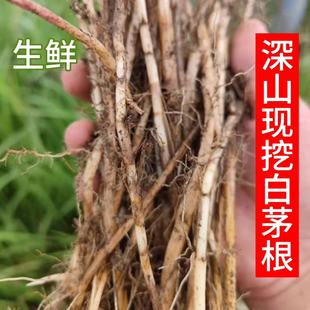 新鲜野生白茅根毛根草现挖带皮发货纯天然清热降火白茅根