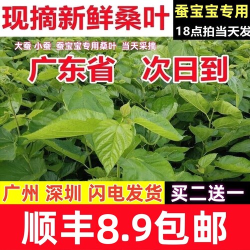 新鲜桑叶喂蚕鲜桑叶广东顺丰发货