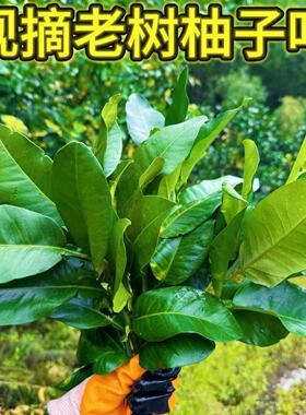 【顺丰包邮】新鲜柚子叶洗澡除晦气乔迁开运碌柚叶带枝老树叶子