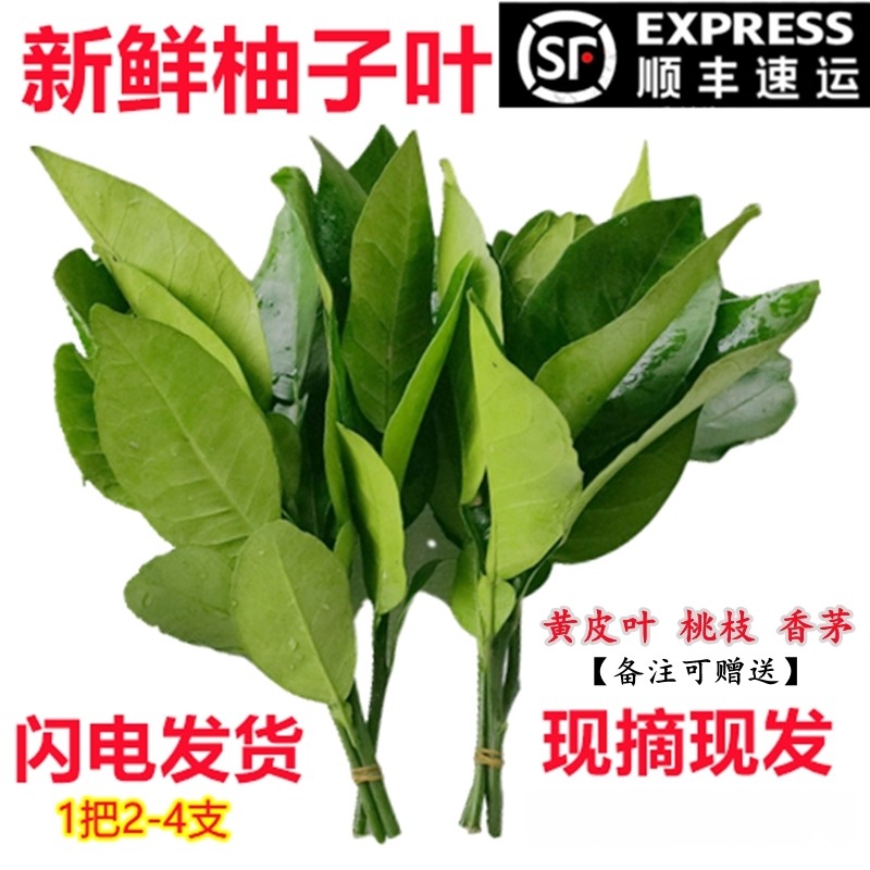 新鲜柚子叶现摘过年洗澡柚子叶去尘纳福转好运去晦气专用柚子叶,水产肉类/新鲜蔬果/熟食,柚子,淘宝优惠券,粉丝福利购,淘宝优惠卷