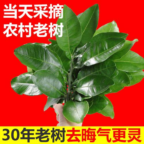 新鲜去晦气碌柚带枝叶子树叶