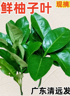 广东新鲜柚子叶去尘纳福专用乔迁新居老树现采摘除夕新年柚子叶