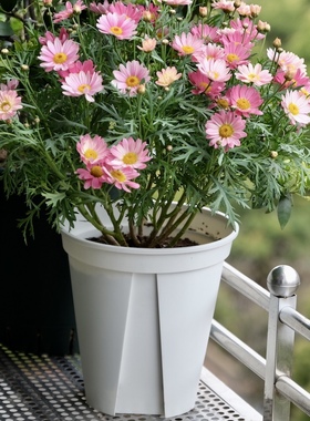 网红盆白色青山盆 kaneya日本产EU盆 观叶竹芋大叶盆控根花盆防晒