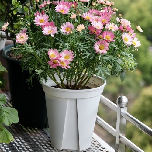 青山盆简约树脂日本产正宗