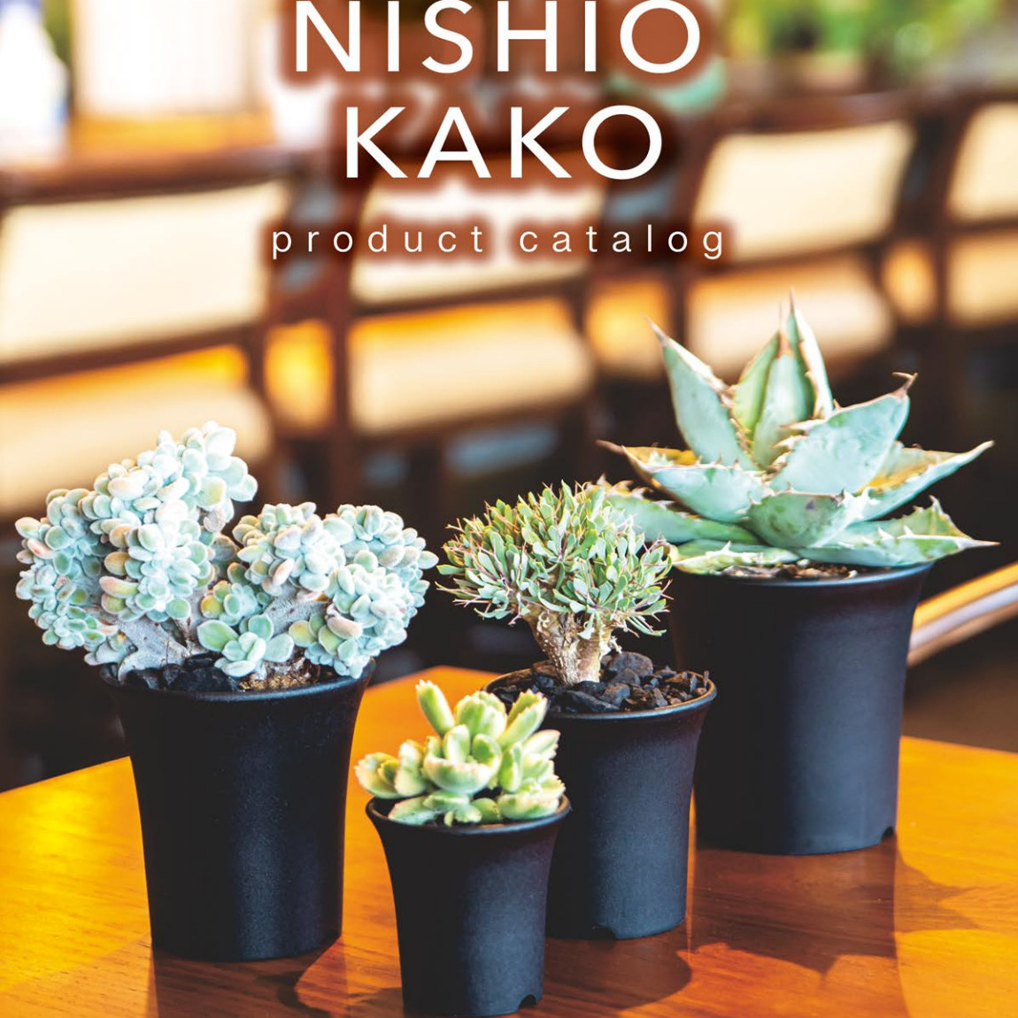 小花盆仙人球 兜 龙舌兰兰草多肉盆 简洁日本产素盆百搭石斛花盆