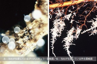 松树专用菌根菌日本产松本外生菌黑松赤松五叶松虾夷松云杉共生菌