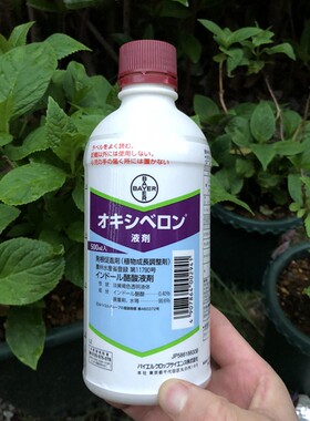 生根水发根日本产象足漆扦插生桩月季多肉杜鹃松柏块根龙舌兰拜耳