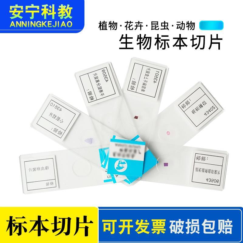 卵巢精虫精巢小肠动静脉血管胃壁疏松纤维结缔组织人血涂装切片