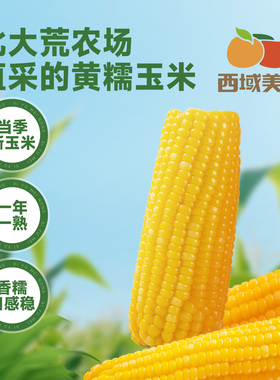 西域美农糯玉米240g*8根装东北黄糯玉米棒低脂粗粮早餐苞米杂粮