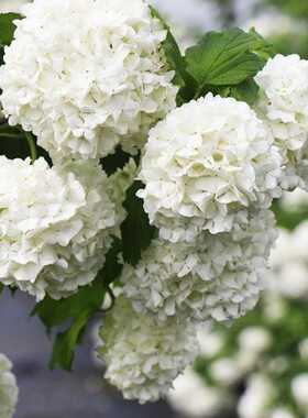 路兮小农民 中华木绣球斗球欧洲木绣球红雷雪球耐寒盆栽大花荚蒾