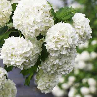 路兮小农民 中华木绣球斗球欧洲木绣球红雷雪球耐寒盆栽大花荚蒾