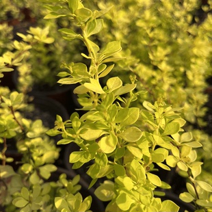 路兮小农民 金叶小檗日本超新品耐寒耐热花园观叶花卉多年生宿根