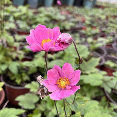 路兮小农民 宿根银莲花庭院植物阳台花卉多年生耐寒球根花卉冬季